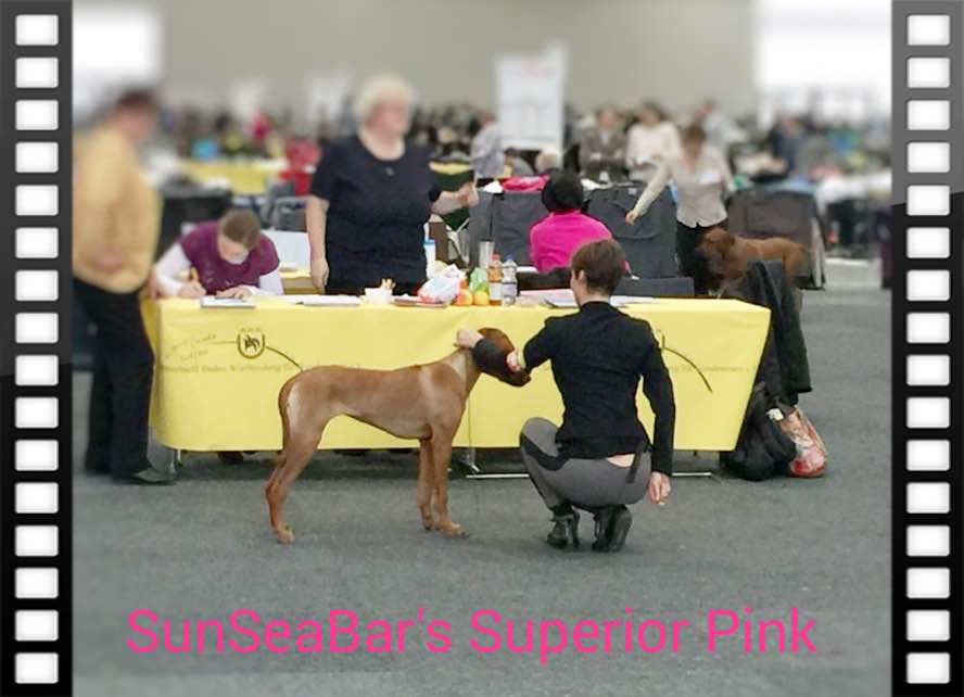 SunSeaBar's Superior Pink DogShow