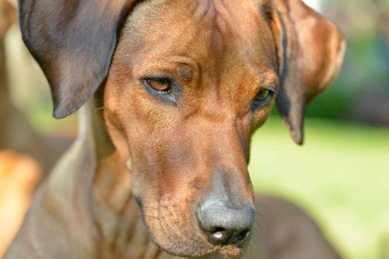 Ridgebacks Bar Sun Sea Bars Ridgeback Zucht Apala - in everyday life - Sun Sea Bars ...