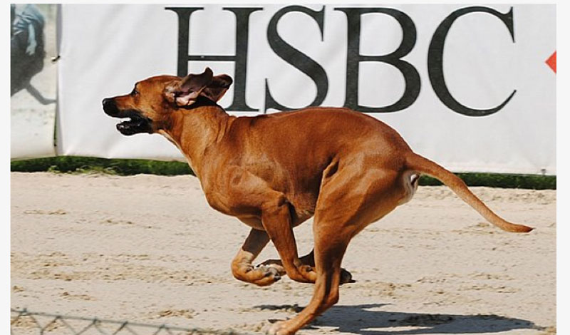 Ridgebacks Bar Sun Sea Bars Ridgeback Zucht Gismo - at work - Sun Sea Bars Ridgeback Zucht